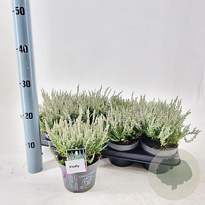 Calluna v. Garden Girls Fluffy 15-20 cm P13