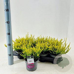 Calluna v. Garden Girls Zeta 15-20 cm P13