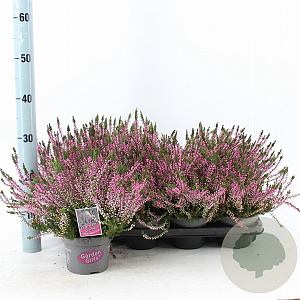Calluna v. 'Lena' 15-20 cm P13
