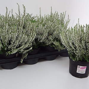 Calluna v. 'Madonna' 15-20 cm P13