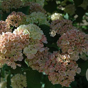 Viburnum plic. 'Mary Milton' 40-50 cm 7,5L