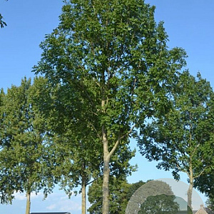 Fraxinus e. 'Geessink' 8-10 HO 25L