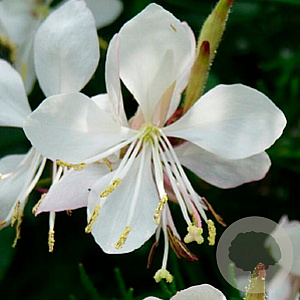 Gaura l. 'Short Form' GM P9