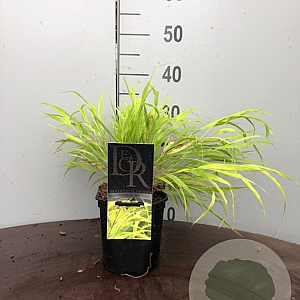Hakonechloa macra 'All Gold' 25-30 cm 2,0L vierkant