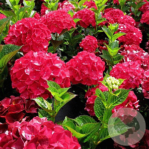 Hydrangea m. Glowing Alps 30-40 cm 10L