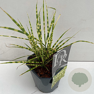 Miscanthus sin. 'Gold Breeze' 25-30 cm 2,0L vierkant