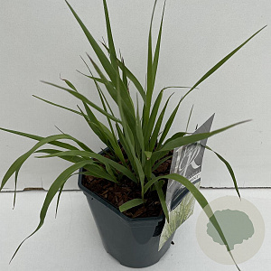 Molinia arund. 'Transparent' 25-30 cm 2,0L vierkant