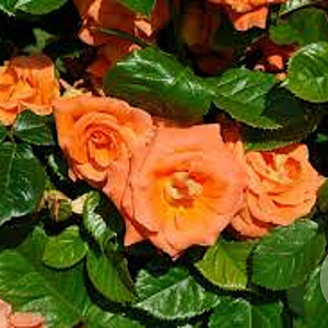 Rosa (F) Newsflash 100-150 cm 5,5L