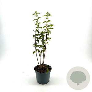 Philadelphus 'Snowbelle' 40-50 cm 3,0L