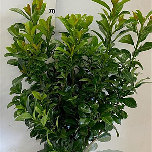 Prunus l. 'Ani' 60-80 cm met kluit