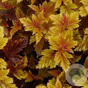 Physocarpus opulifolius 'Little Angel' 30-50 cm wortelgoed 0/1/1 2-3 tak