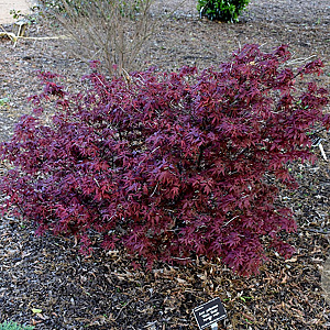 Acer pal. 'Hime-shojoh' 125-150 cm 20L