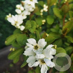 Exochorda 'Magical Springtime' 175-200 cm 20L met stok