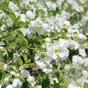 Exochorda Snow Day Blizzard 175-200 cm 20L met stok