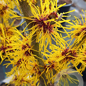 Hamamelis int. 'Primavera' 175-200 cm 20L