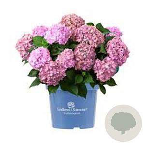 Hydrangea m. Endl. Summer Bloomstar 60-80 cm 20L