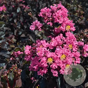 Lagerstroemia i. Shell Pink 100-125 cm 20L
