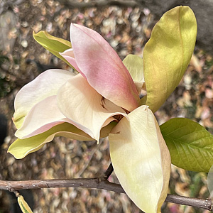 Magnolia 'Flamingo' 175-200 cm 20L
