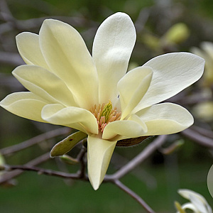 Magnolia 'Gold Star' 150-175 cm 20L