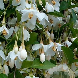 Styrax jap. 'Fragrant Fountain' 200-250 cm 50L