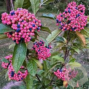 Viburnum nudum 'Pink Beauty' 100-125 cm 20L