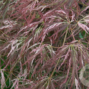 Acer pal. 'Beni-shidare' 150-175 cm 50L