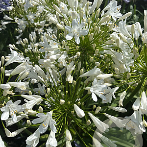 Agapanthus 'Bridal bouquet' GM cont. 90L