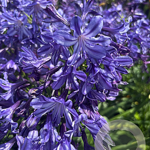 Agapanthus Poppin' Star GM cont. 90L
