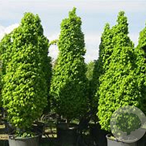 Carpinus bet. 'Fast. Monument' 150-200 cm container