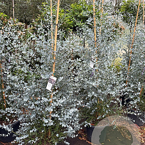 Eucalyptus gunnii Silverana 120-140 cm 25L