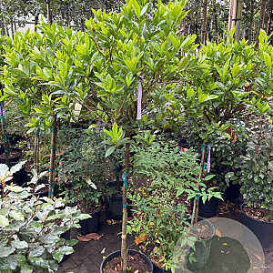 Gardenia jasminoides 70-80 HA container
