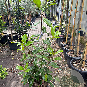 Magnolia grandiflora 'Praecox' 100-125 cm 12L