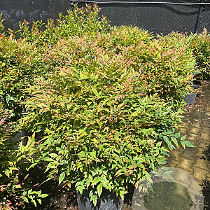 Nandina d. 'Gulf Stream' 70 cm 45L bol