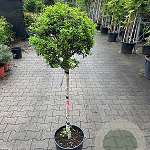 Osmanthus burkwoodii 80-90 HA 18L