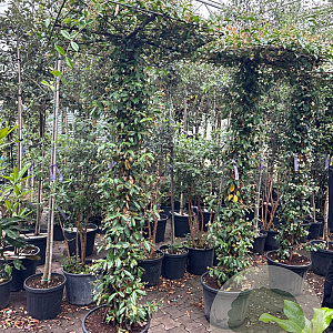 Trachelospermum jasminoides hoogstam container 190STAM dakvorm