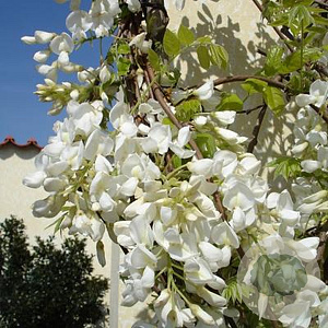 Wisteria brach. 'Shiro Kapitan' 200 cm 3,0L Gestokt
