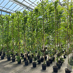 Wisteria flor. 'Black Dragon' 275 cm 9L Gestokt