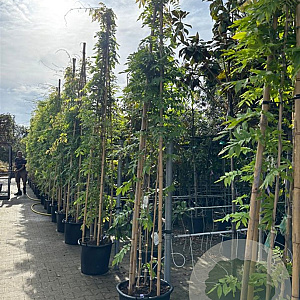 Wisterialor. 'Longissima Alba' 325-350 cm container Gestokt