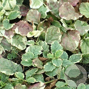 Ajuga reptans 'Variegata' GM P9