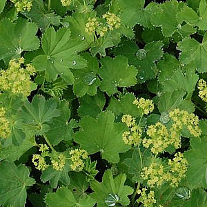 Alchemilla epipsila GM P9