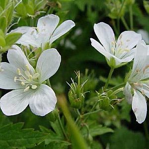 Geranium sylv. 'Album' GM P9