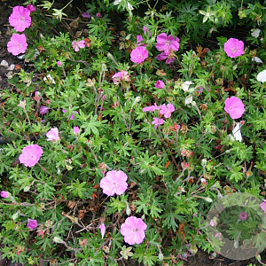 Geranium sang. 'Ankum's Pride' GM P9