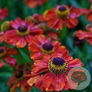 Helenium 'Baudirektor Linne' GM P9