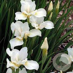 Iris sib. 'White Swirl' GM P9