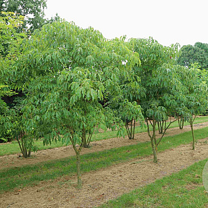 Aesculus mutabilis 'Induta' 550-600 cm draadkluit meerstammig 400-500 diameter