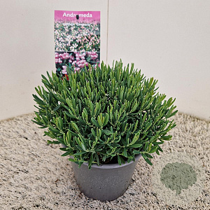 Andromeda polifolia 'Compacta' 20-25 cm 2,5L