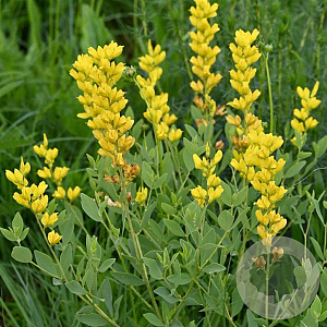 Baptisia sphaerocarpa GM P9