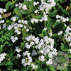 Brunnera macr. 'Betty Bowring' GM P9