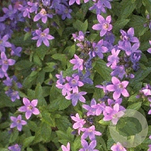 Campanula lact. 'Pouffe' GM P9