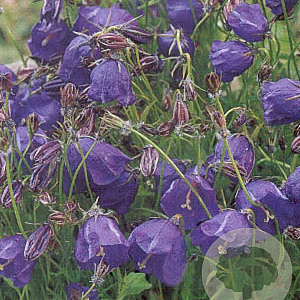 Campanula pulloides 'G.F. Wilson' GM P9